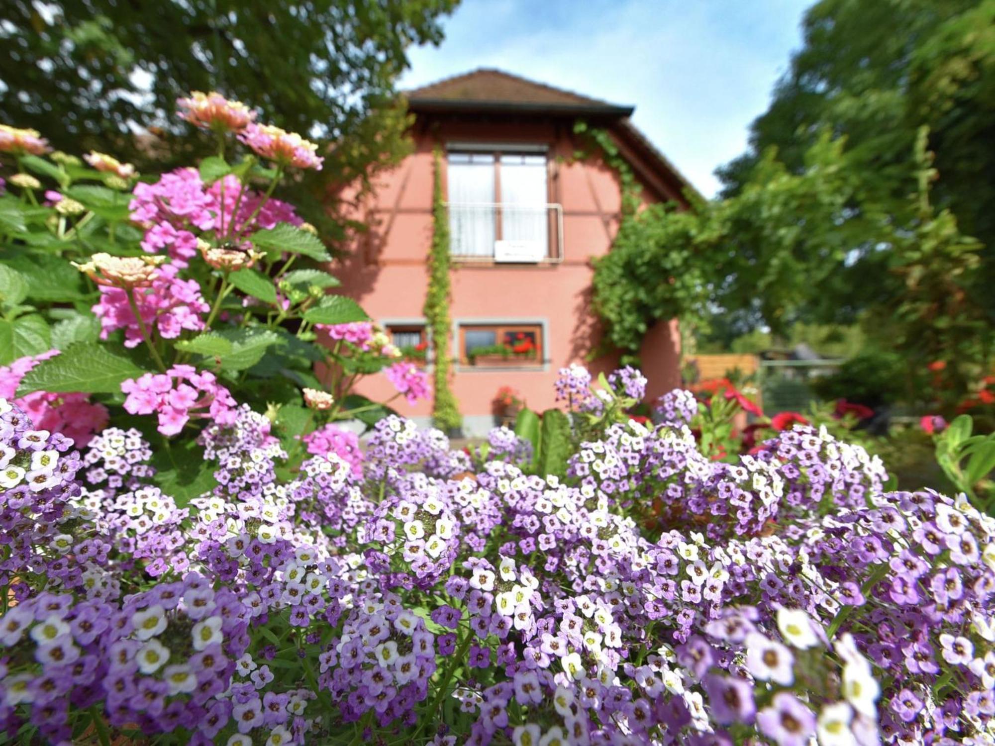 Countryside Apartment With Garden Schallstadt Exteriér fotografie